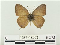 藏品(大娜波灰蝶)的圖片