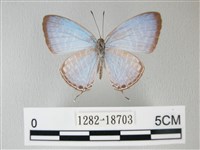 藏品(淡青雅波灰蝶)的圖片