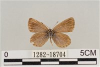 藏品(藍灰蝶沖繩亞種)的圖片