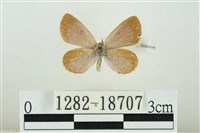 藏品(折列藍灰蝶沖繩亞種)的圖片