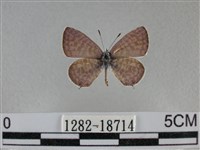 藏品(細灰蝶)的圖片