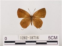 藏品(閃灰蝶)的圖片