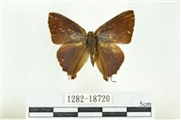 藏品(高砂燕灰蝶)的圖片