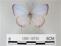 藏品(淡青雅波灰蝶)的圖片