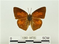 藏品(銀灰蝶)的圖片