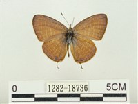 藏品(大娜波灰蝶)的圖片