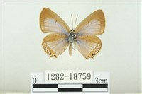 藏品(奇波灰蝶)的圖片