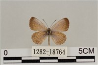 藏品(藍灰蝶沖繩亞種)的圖片