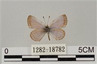 藏品(藍灰蝶沖繩亞種)的圖片