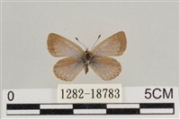 藏品(藍灰蝶沖繩亞種)的圖片