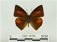 藏品(銀灰蝶)的圖片