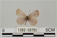 藏品(藍灰蝶沖繩亞種)的圖片