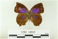 藏品(凹翅紫灰蝶)的圖片