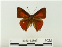 藏品(玳灰蝶)的圖片