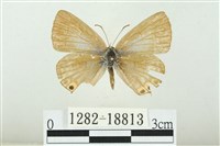 藏品(奇波灰蝶)的圖片