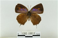 藏品(伏氏鋩灰蝶)的圖片