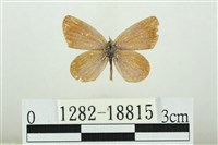 藏品(折列藍灰蝶沖繩亞種)的圖片