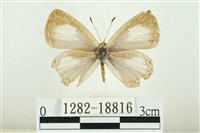 藏品(白紋琉灰蝶)的圖片