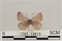 藏品(藍灰蝶沖繩亞種)的圖片