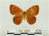 藏品(白點褐蜆蝶)的圖片