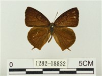 藏品(燕尾紫灰蝶)的圖片