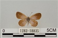 藏品(藍灰蝶沖繩亞種)的圖片