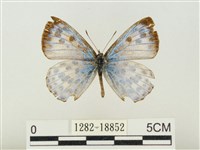 藏品(青雀斑灰蝶)的圖片