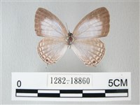 藏品(淡青雅波灰蝶)的圖片