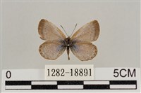 藏品(藍灰蝶沖繩亞種)的圖片