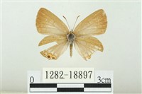 藏品(奇波灰蝶)的圖片