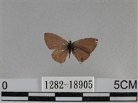 藏品(波灰蝶)的圖片