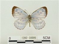 藏品(青雀斑灰蝶)的圖片