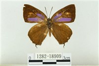 藏品(西風翠灰蝶)的圖片