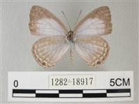 藏品(淡青雅波灰蝶)的圖片