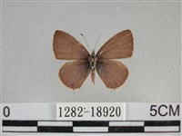 藏品(波灰蝶)的圖片