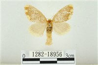 藏品(黑翅黃毒蛾)的圖片