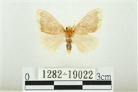 藏品(黑翅黃毒蛾)的圖片