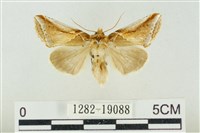 藏品(印華波紋蛾)的圖片