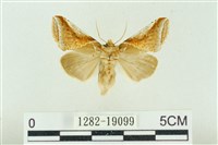 藏品(印華波紋蛾)的圖片