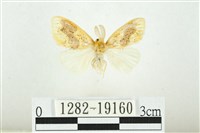 藏品(寬紋黃毒蛾)的圖片