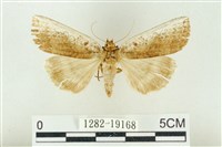 藏品(臺洒波紋蛾)的圖片