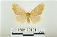 藏品(黑翅黃毒蛾)的圖片