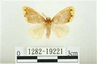 藏品(黑翅黃毒蛾)的圖片