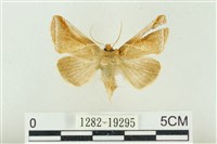 藏品(印華波紋蛾)的圖片