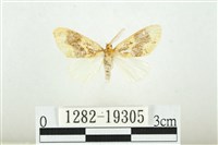 藏品(寬紋黃毒蛾)的圖片