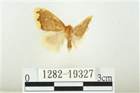 藏品(黑翅黃毒蛾)的圖片