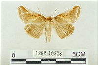 藏品(印華波紋蛾)的圖片