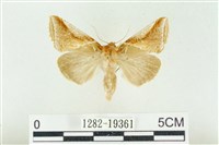 藏品(印華波紋蛾)的圖片