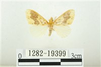 藏品(寬紋黃毒蛾)的圖片