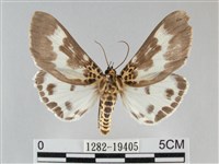 藏品(扭擬燈蛾)的圖片